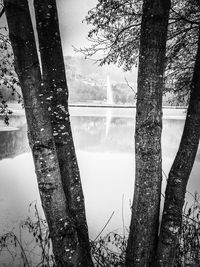 Reflection of trees in water