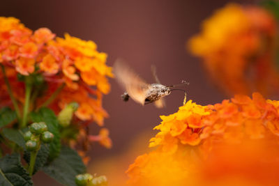 Close-up of insect pollinating on flower