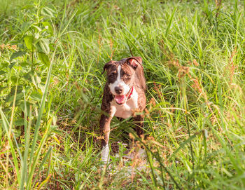 Dog running in field