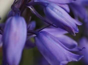 Close-up of purple flowering plant