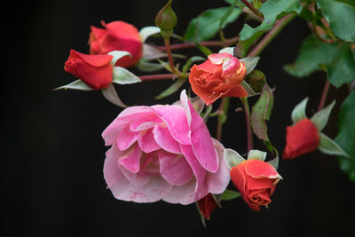 Close-up of pink rose