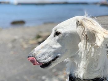 Close-up of dog looking away