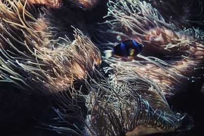 Side view of fish swimming in tank at aquarium