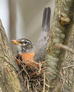 Close-up of bird perching on tree