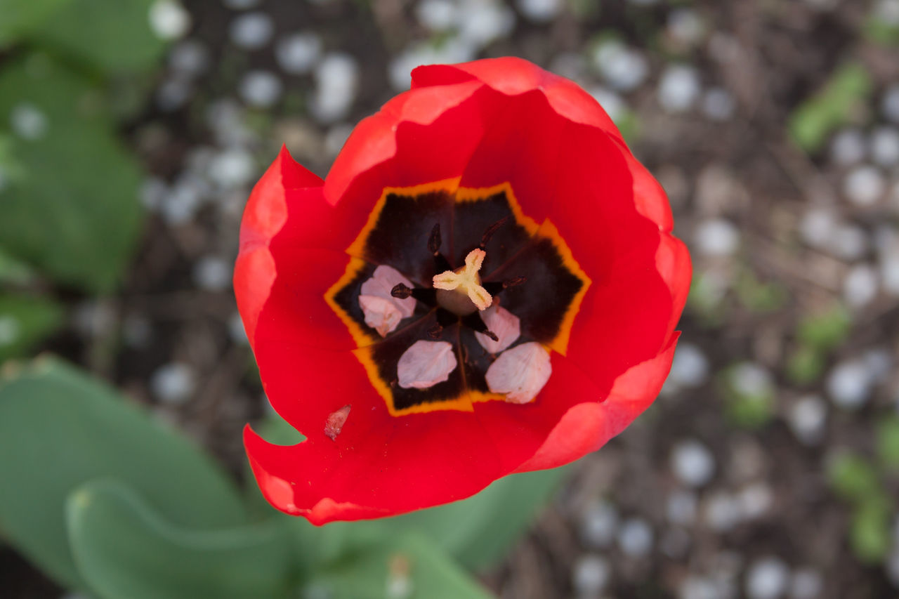 CLOSE-UP OF RED ROSE