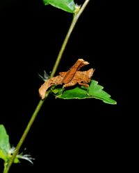 Close-up of insect on plant at night