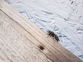 High angle view of insect on wood