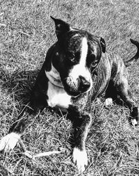 High angle view of dog on field