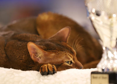 Close-up of a cat sleeping