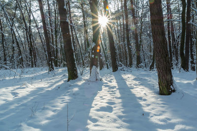 Sun glare in the white winter forest