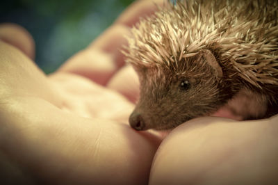 Close-up of hand holding a rabbit