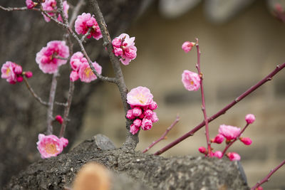 Korea red cherry blossom