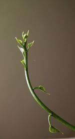 Close-up of leaves