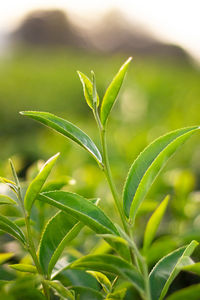 Close-up of plant growing on field