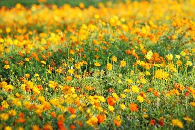 Yellow flowers growing in field