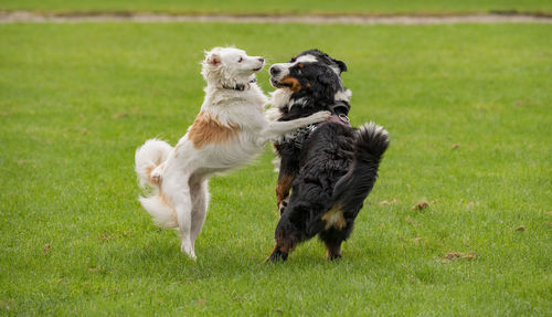 View of dogs on grassy field