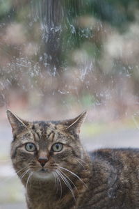 Close-up portrait of cat against blurred background