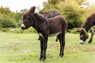 Foal with donkey standing on field