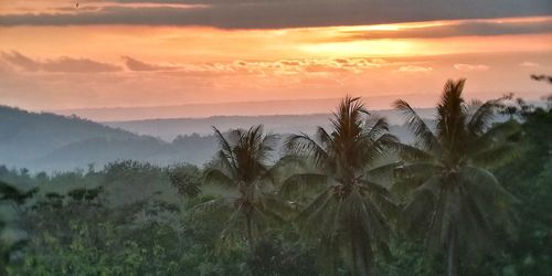 Plants growing on land against sky during sunset