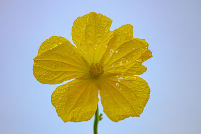 Close-up of wet yellow flower against blue sky