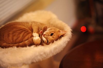 Close-up of ginger cat relaxing