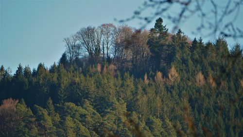 Trees in forest against sky