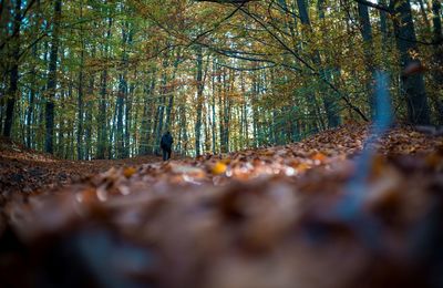 Surface level of road amidst trees in forest during autumn