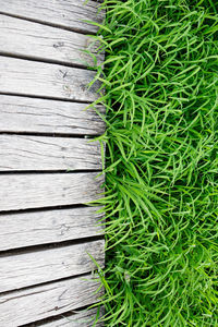 High angle view of plants on wooden table