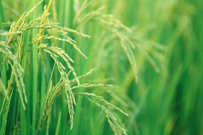 Close-up of wheat growing on field