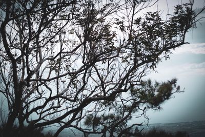 Low angle view of tree against sky during winter