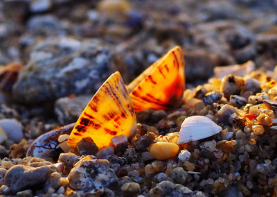 Close-up of pebbles on rock