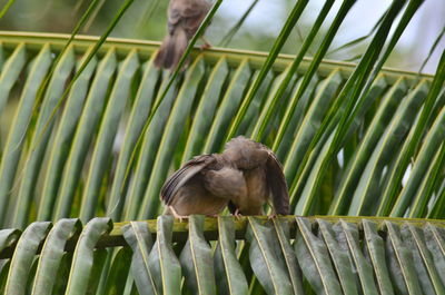 Close-up of bird perching on palm tree