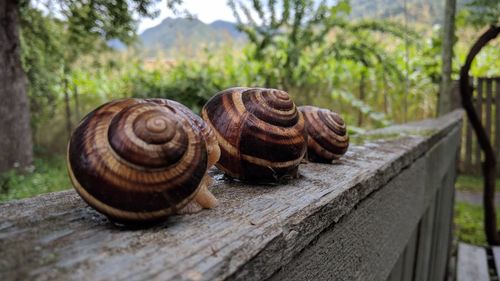 Close-up of shell on wood