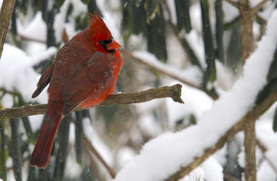 Bird perching on snow covered branch