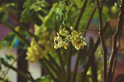 Close-up of yellow flowering plant