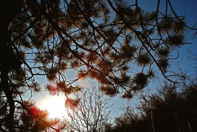 Low angle view of trees against sky