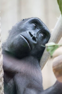 Close-up of gorilla looking away in zoo