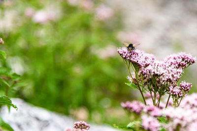 Close-up of bee on pink flower