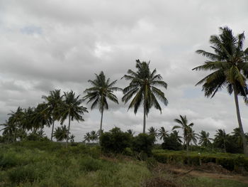Palm trees on field against cloudy sky