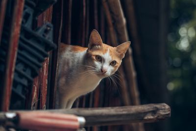 Close-up portrait of a cat