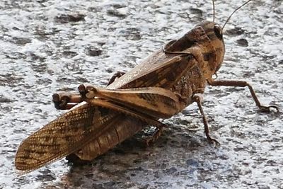 High angle view of butterfly on snow