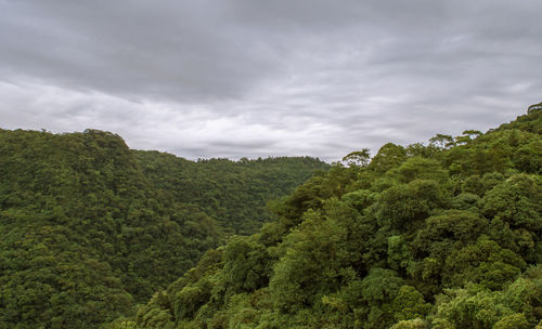 Scenic view of forest against sky