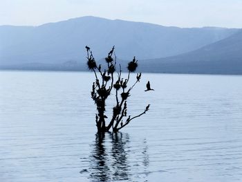 Silhouette birds on plant in lake