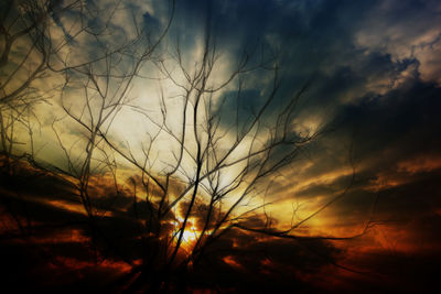 Low angle view of silhouette plants against sky during sunset