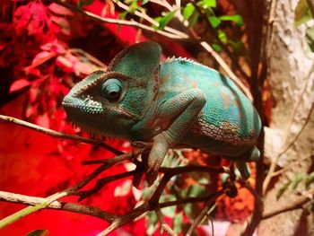 Close-up of a lizard on tree