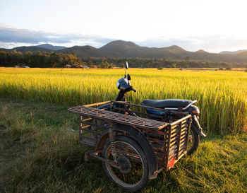 Horse cart in field