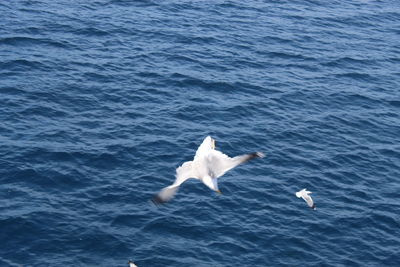 Seagull flying over sea