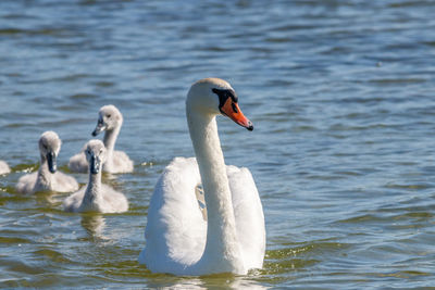 Swans swimming in lake