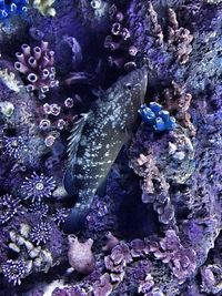 Close-up of fish swimming in sea