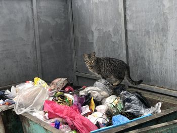 High angle view of cat on garbage bin